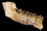 Fossil Running Rhino (Hyracodon) Jaw Section - South Dakota #146345-2